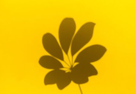 Shadow from a palm tree on a yellow background. Trend styleの写真素材