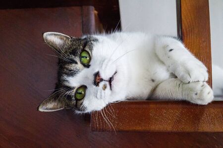 The cat lies on a wooden staircase. A spotted animal lives at home.