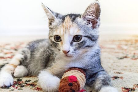 Kitten lies on the floor in the house. Eyes near. In the paws of the mouse Playful petの写真素材