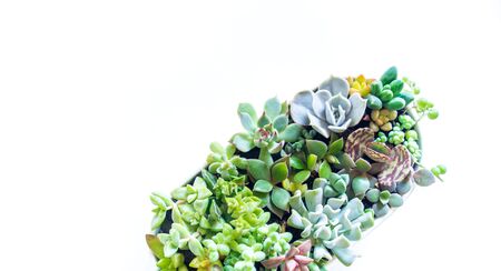 Garden of succulents in a white ceramic pot on a white background. Multicolored plants planted. Favorite hobby gardening lady. The decor for the interior.の写真素材