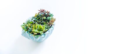 Garden of succulents in a white ceramic pot on a white background. Multicolored plants planted. Favorite hobby gardening lady. The decor for the interior.の写真素材