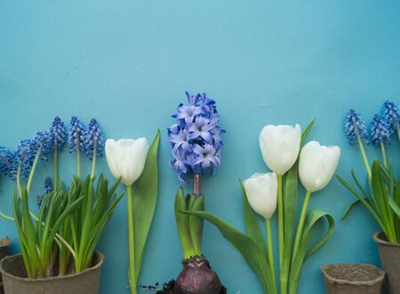 Easter top view. Details of the holiday. Blue background. Flower pot and eggsの写真素材