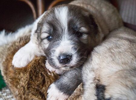 Alabai puppy. Thoroughbred fluffy pet. Basket for animal