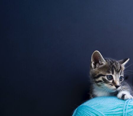 A striped kitten plays with balls of wool. Wicker basket, wooden floor and black background....
