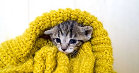 The striped kitten is wrapped in a yellow knitted scarf. The cat warms itself in the cold autumn....