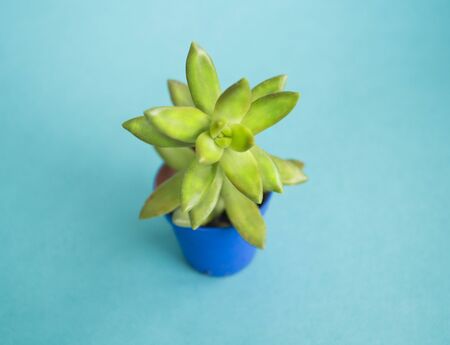 Succulent in a pot. Fresh flower Collection.の写真素材