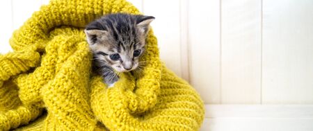 The striped kitten is wrapped in a yellow knitted scarf. The cat warms itself in the cold autumn....