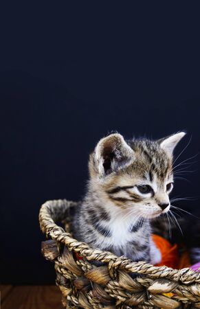 A striped kitten plays with balls of wool. Wicker basket, wooden floor and black background. Favorite homemade hobby knitting.の写真素材
