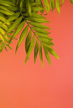 Tropical greenery minimal artistic design. Modern Art. Fashionable design. Vanilla Trendy pastel colors. Sweet summer style. Creative unusual. Palmの写真素材