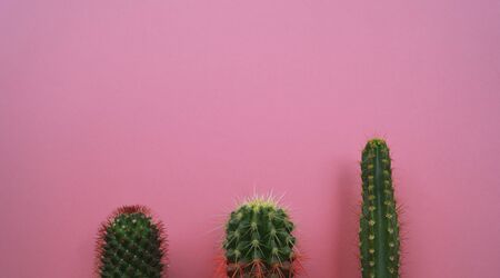 Tropical Greens minimal art design.Contemporary Art.Cactus Fashion Set.Vanilla Trendy Pastel Colors. Sweet Summer Style. Creative Unusual.の写真素材