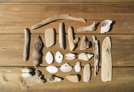 Seashells and crab in the sand. Summer day. Sea treasures