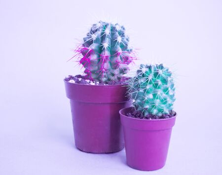 Cactus in a pot. Pink color. Fresh fashion trend.の写真素材