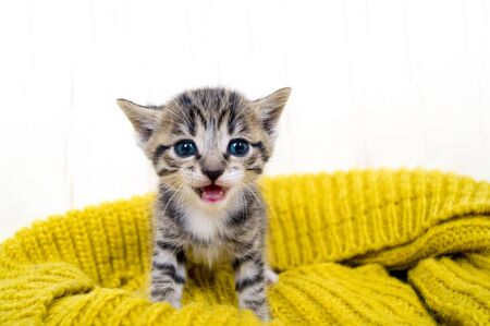 The striped kitten is wrapped in a yellow knitted scarf. The cat warms itself in the cold autumn. Pet.の写真素材