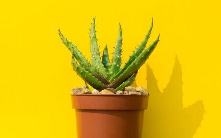 Cactus flower on a yellow background. The shadow of the flower. Summer heatの写真素材