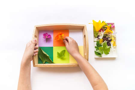 Montessori material is nature flat lay. Children hand sort the flower by color rainbow. Wooden tray on a white background.の写真素材