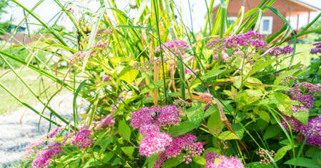 Pink flower grow in the grass. Nature around. Flower bed.