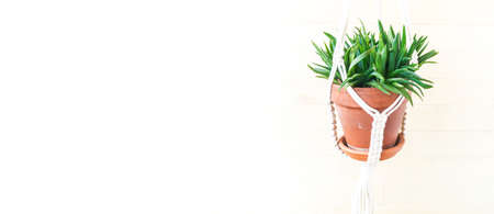 Succulent plant in a terracotta pot. The plant hangs in a cachet macram. Plant home decoration Copy spaceの写真素材