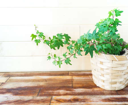 Ivy in a knitted macram pot. Natural light. plant home decorationの写真素材