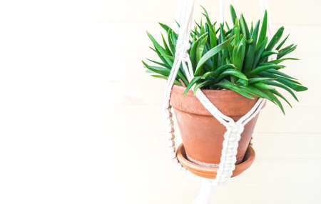 Succulent plant in a terracotta pot. The plant hangs in a cachet macram. Plant home decoration Copy spaceの写真素材