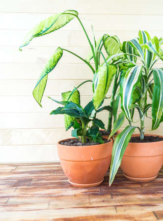 Succulent plant and palm tree in a terracotta pot. Natural light. plant home decorationの写真素材
