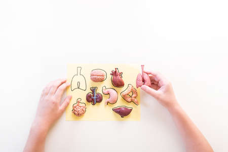 Montessori material human biology. Education at home. Lesson with children. White background.の写真素材