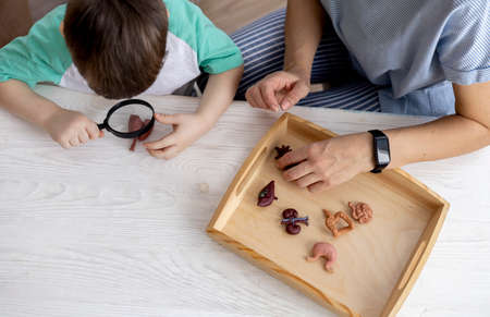 Montessori material. Schoolboy plays doctor at home. Child learns and plays with the anatomical...
