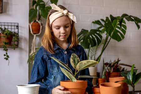 Teenage girl in denim overalls holds a ficus in her hands. indoor plant. flower transplantation process. Terracotta pot. Diversity toddlerの写真素材