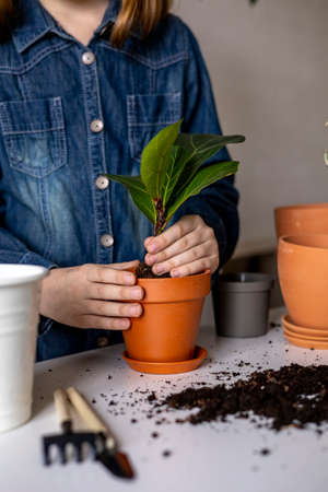 Teenage girl in denim overalls transplants ficus lyrata into new land. plant transplant process....