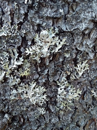 white moss on the bark of a treeの写真素材