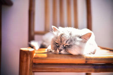 Cute persian chinchilla cat is sleeping on the chairの写真素材