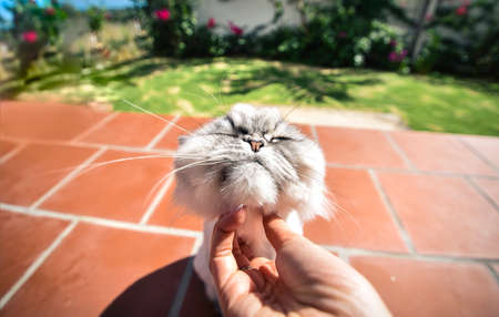 Happy persian chinchilla cat likes being stroked by womans hand.