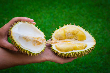 Mans hands holding halves of ripe, sweet, fresh durian fruit. King of fruits.