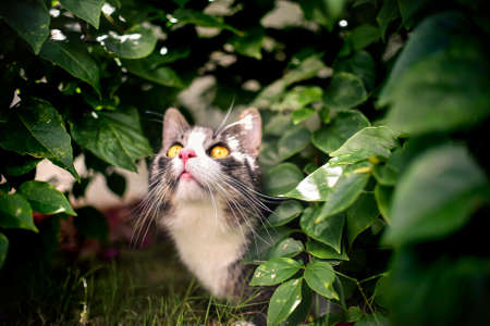 Cat is watching up in hunting mode in green leaves.