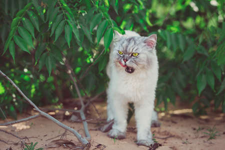 Grey persian chinchilla kitten with green eyes and open mouth walking outside.の写真素材