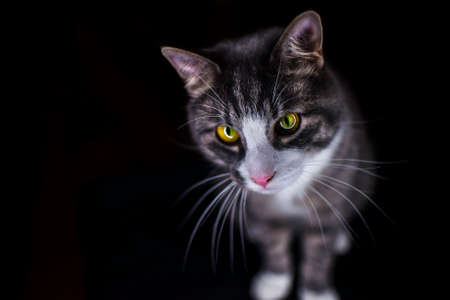 Close up portrait of a beautiful striped cat with playful green eyes isolated on black background. Funny cat face.の写真素材