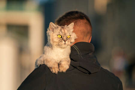 Man holds lovely grey groomed persian chinchilla purebred cat over his shoulder outside on the sunset. Pet with owner photographyの写真素材