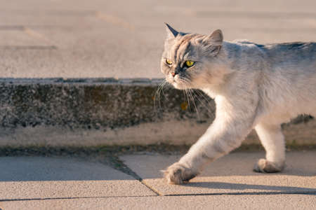 Lost grey groomed persian chinchilla purebred cat with big green eyes walking outside in the cityの写真素材