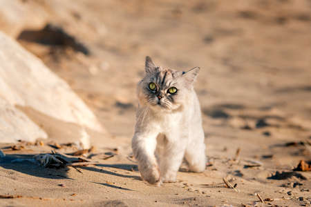Curious playful grey groomed persian chinchilla purebred cat with big green eyes walking outside. Sunny summer day. High quality photoの写真素材