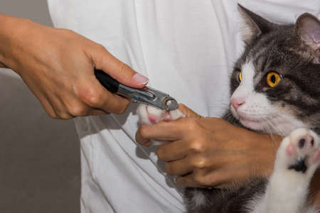 Woman cuts cats claws with clipper or trimmer. Animal Grooming. Cat claw care.の写真素材