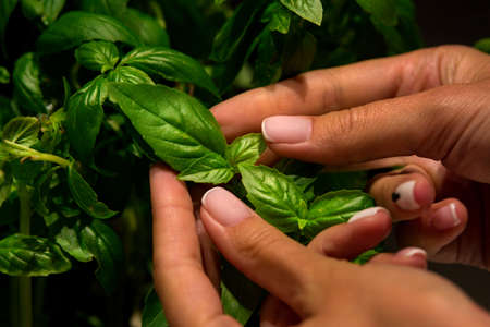 Female hands holding basil leaves. Growing basil at home indoors. Clean eating, organic horticulture, harvesting conceptの写真素材