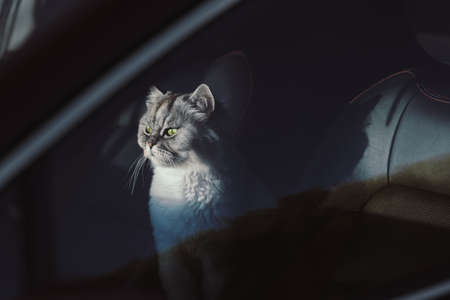 Beautiful grey domestic purebred cat with green eyes and open mouth sitting in the car. Cat closed in the car. Road trip with cat. Pet closed in carの写真素材