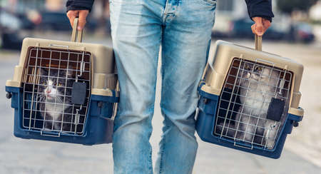 A man is transporting his cats in a special plastic cage or pet travel carrier to a veterinary...