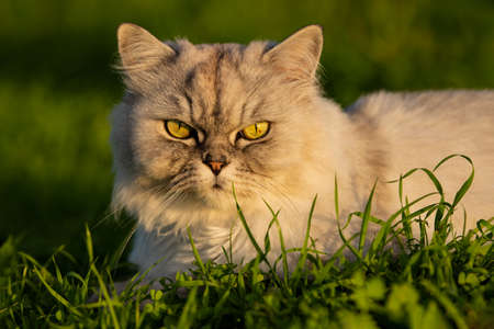 Portrait of a beautiful grey cat with big green eyes lying in the grass