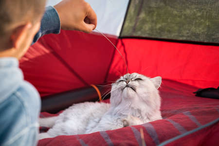 Man playing with his lovely cat in tent during hiking. People and pets. Human and pet love conceptの写真素材