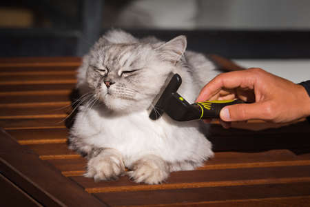 Man combing his lovely grey cat with FURminatoror grooming tool. Pet care, groomingの写真素材