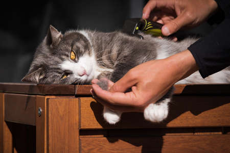 Man grooming his domestic striped cat with furminator or grooming tool. Stroking fur and taking care...