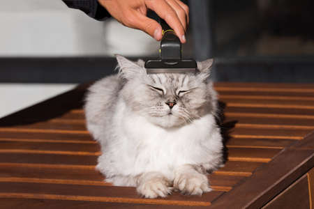 Man combing his lovely grey cat with FURminatoror grooming tool. Pet care, grooming. Cat loves being brushedの写真素材