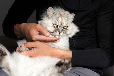 Giving a tablet to a cat. Man giving a pill to sick sad cat. Medicines and vitamins for animals....