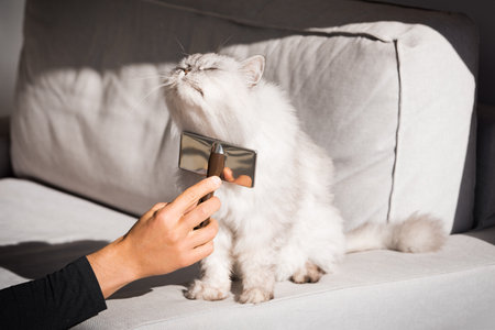 Lovely cute longhaired cat is very happy to be brushed. Man combing his lovely pet. Comb brush for petsの写真素材