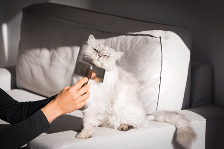 Man combing lovely cute grey longhaired cat. Fluffy cat loves being brushed. High quality photoの写真素材